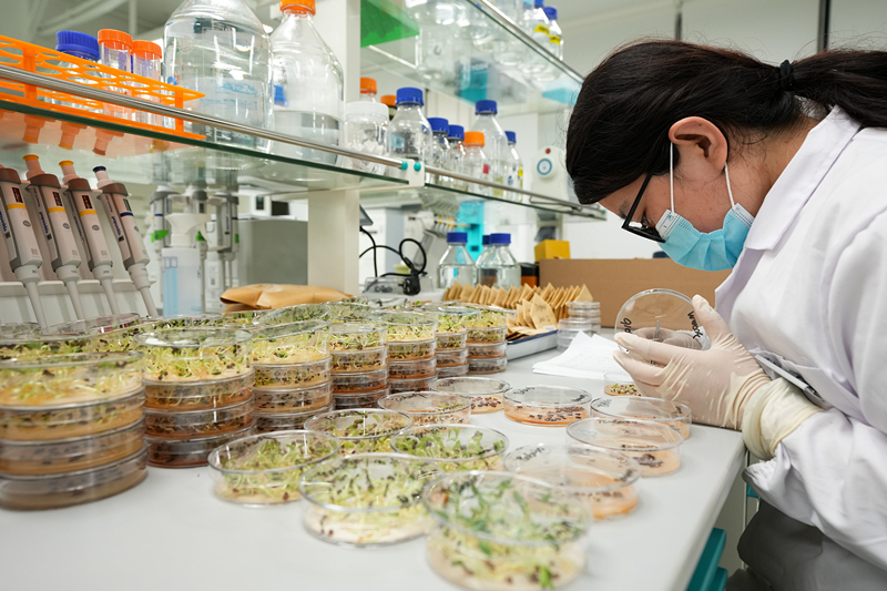 2022年4月11日,海南三亚崖州湾科技城的崖州湾种子实验室,科研人员正在观察种子样本。