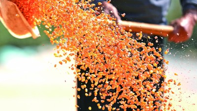 千方百计守护好我国的“粮袋子” 千方百计守护好我国的“粮袋子”