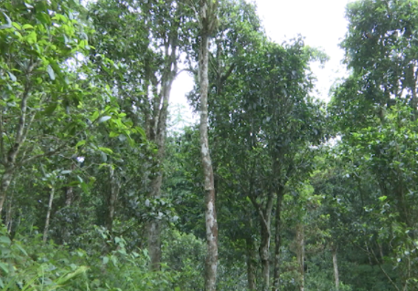 了不起的云南古茶树红河3