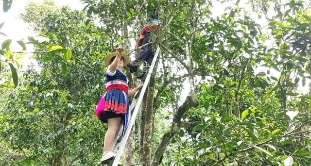 了不起的云南古茶树红河2