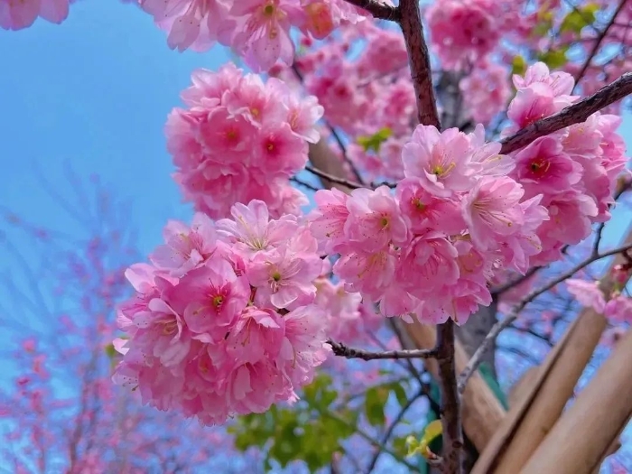 昆明市盘龙区联盟小学