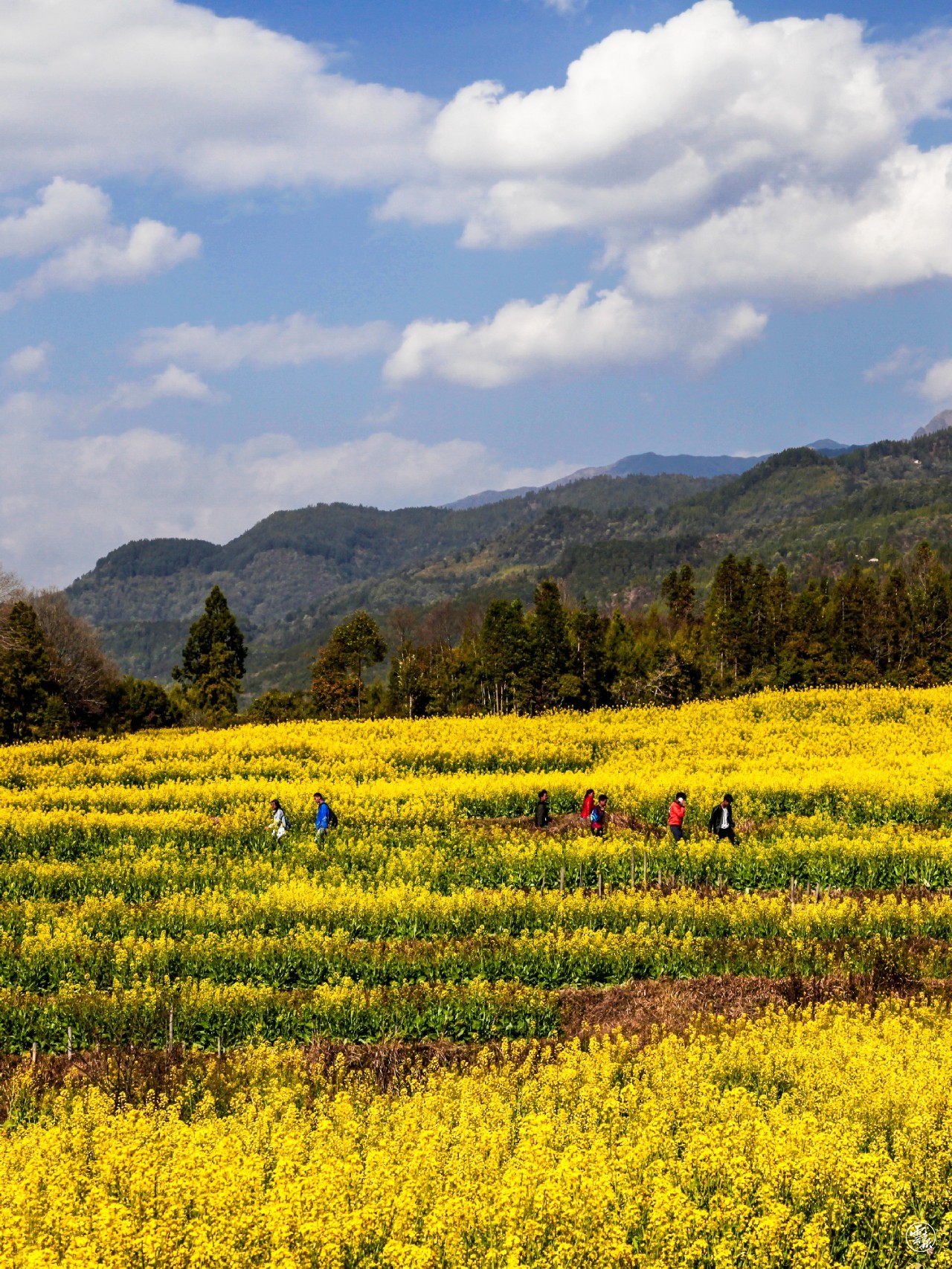 世界花园彩云南丨田园花海惹人醉美丽乡村入画来