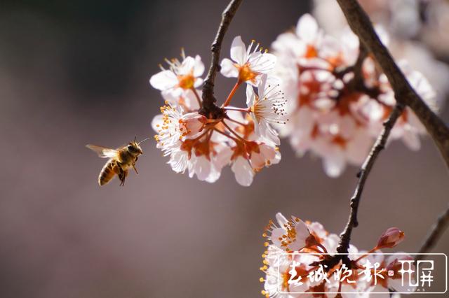 周末约起！富源春花烂漫惹人醉，踏春赏花最相宜 春城晚报-开屏新闻记者 蒋琼波 通讯员 张政伟 杨权风 摄影报道1.jpg