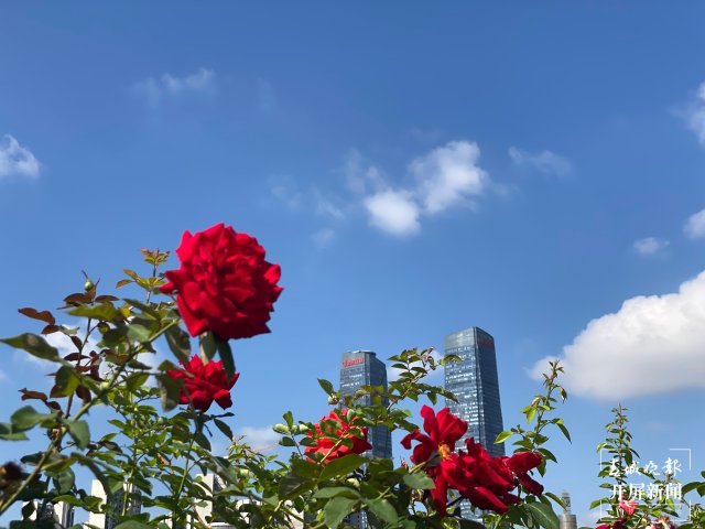 昆明二环高架月季陆续绽放(春城晚报-开屏新闻记者 孙琴霞 实习生 赵潇 摄)