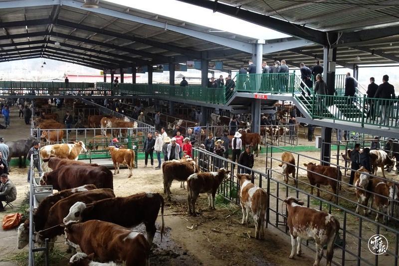 大理建成年交易量30万头牲畜的智慧化交易中心