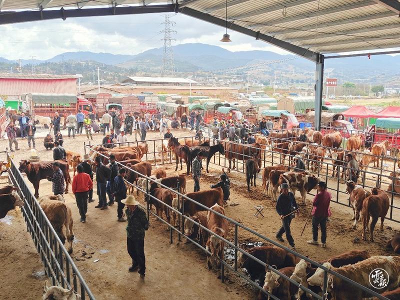 大理建成年交易量30万头牲畜的智慧化交易中心