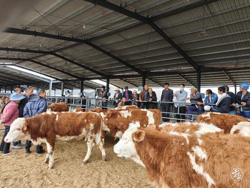大理建成年交易量30万头牲畜的智慧化交易中心