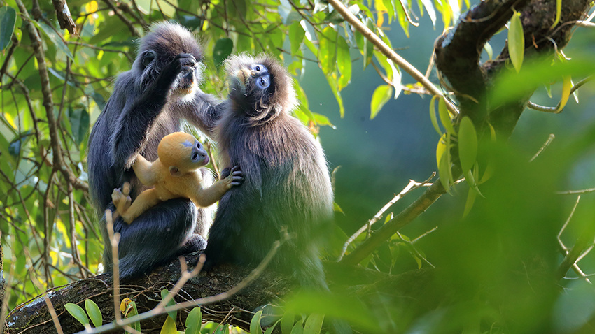 会“换装”的菲氏叶猴宝宝林间卖萌8.jpg