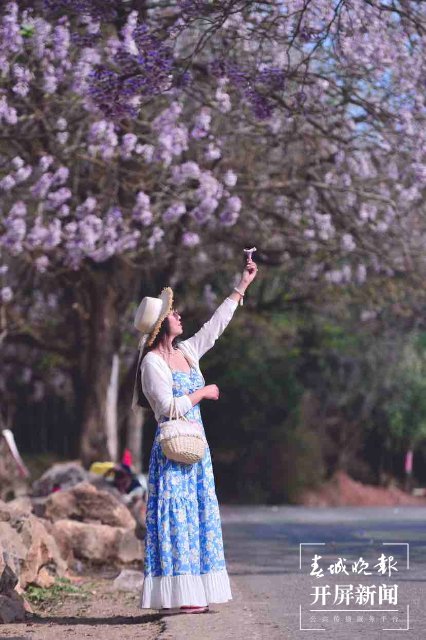 昆明黑筇公路泡桐花开如瀑 春城晚报-开屏新闻记者 龙宇丹 摄影报道