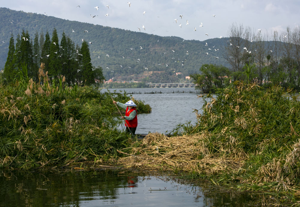 守护滇池三十余载！致敬巾帼打捞队15.jpg