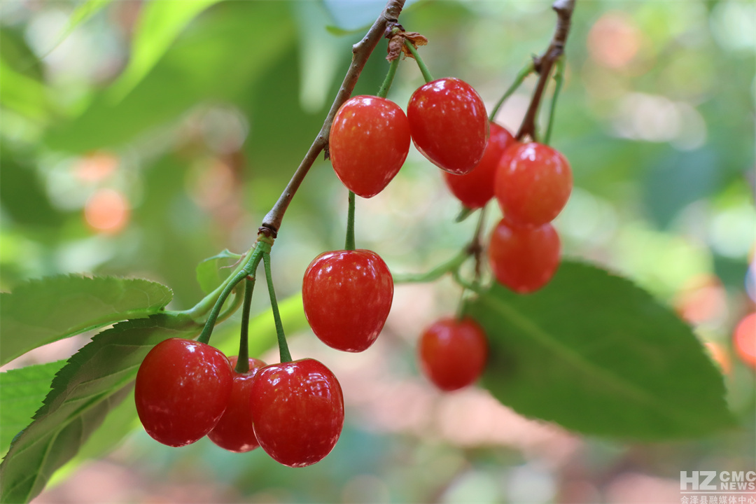 水口村的樱桃 代玉春摄0....JPG