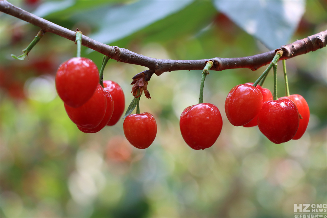 水口村的樱桃 代玉春摄0..JPG