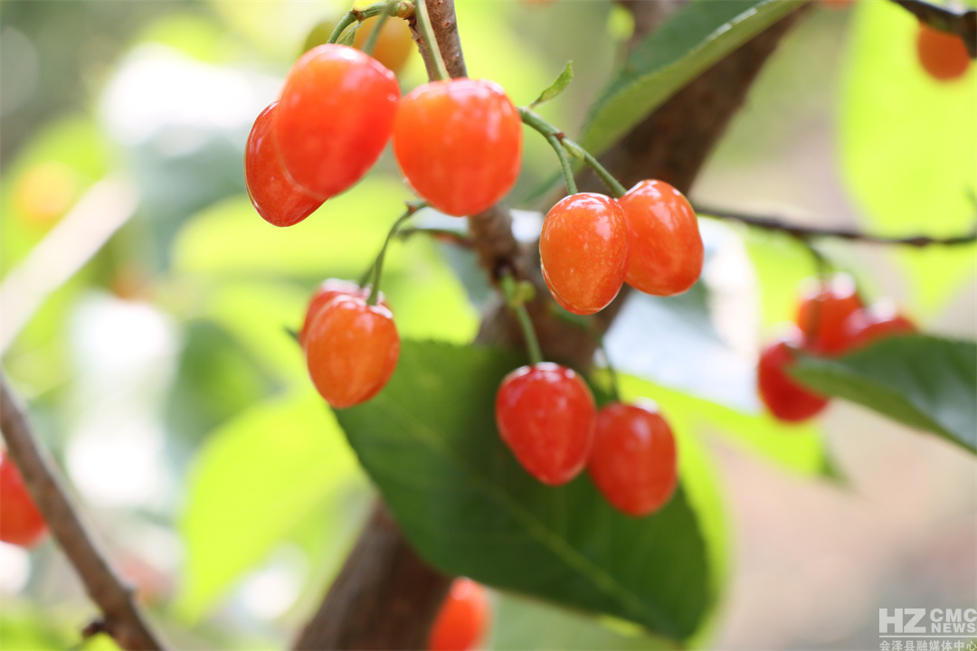 水口村的樱桃 代玉春摄0.JPG
