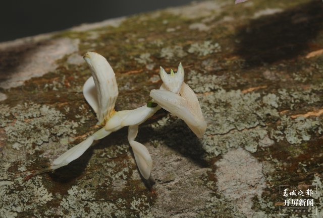 兰花螳螂停留在树干上 马丽芳 摄 (3).jpg