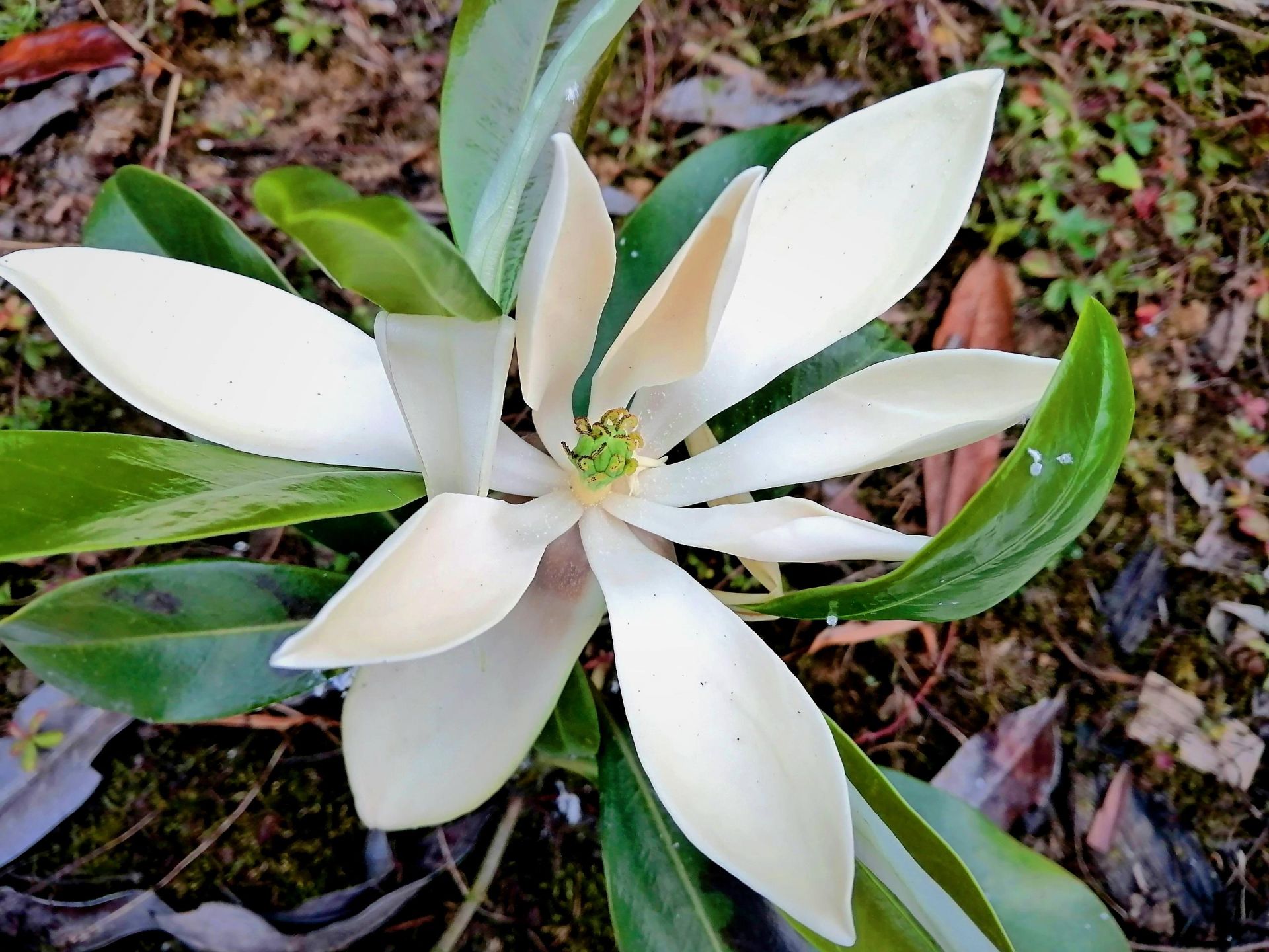这株基地华盖木花与野生华盖木花具备相同的形态特征.