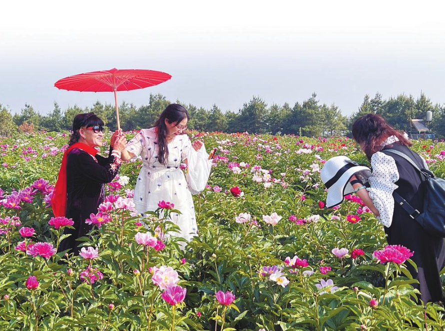 滇香国色植物园芍药牡丹花正艳_昆明信息港
