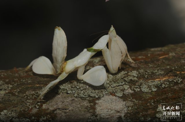 兰花螳螂停留在树干上 马丽芳 摄 (4).jpg