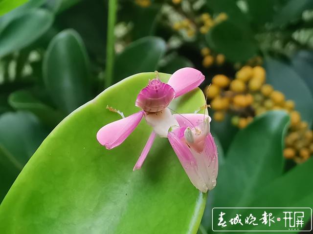 昆虫皇后：兰花螳螂