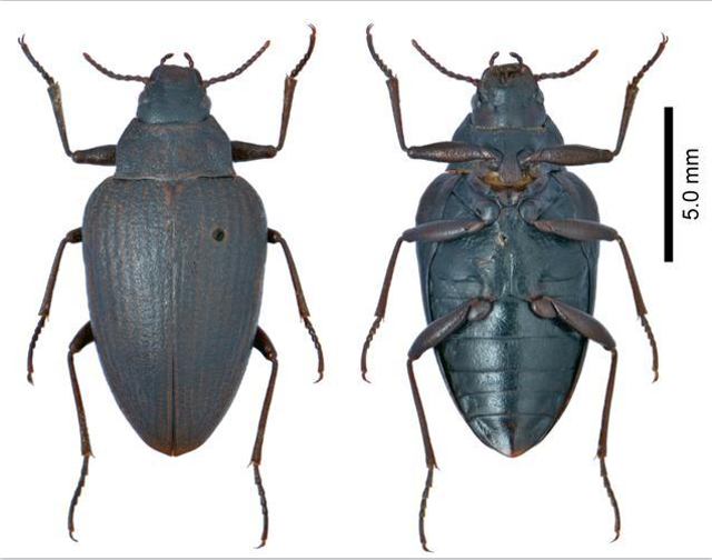 ▲大卫两栖甲 通讯员 王吉申 摄.png