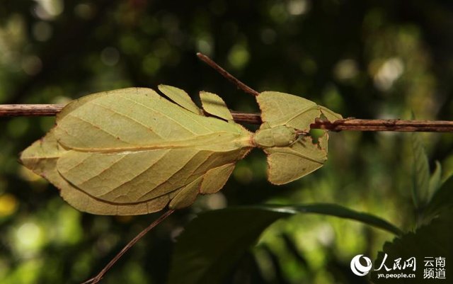该滇叶䗛的灰白色背面。（陶平 摄）.jpg