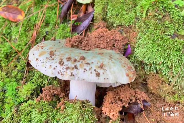 云吧 | 端午时节,来昌宁四角田品尝鲜味十足的野生菌宴(开屏新闻记者 崔敏 通讯员 兰萍 摄)