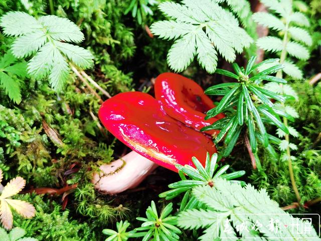 昆明周边山上野生菌这么漂亮4.jpg
