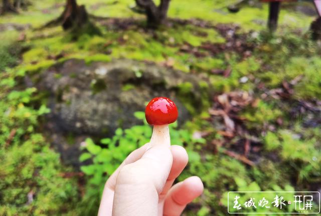 昆明周边山上野生菌这么漂亮2.jpg
