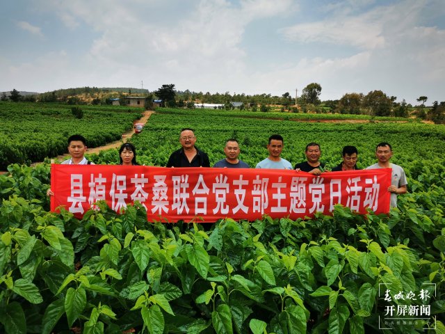 （昆滇传内容）桑园病虫害让人揪心！这个全国“一村一品”示范村这样“救桑”→ (1).jpg