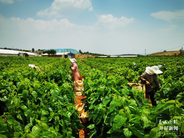 （昆滇传内容）桑园病虫害让人揪心！这个全国“一村一品”示范村这样“救桑”→ (4).jpg