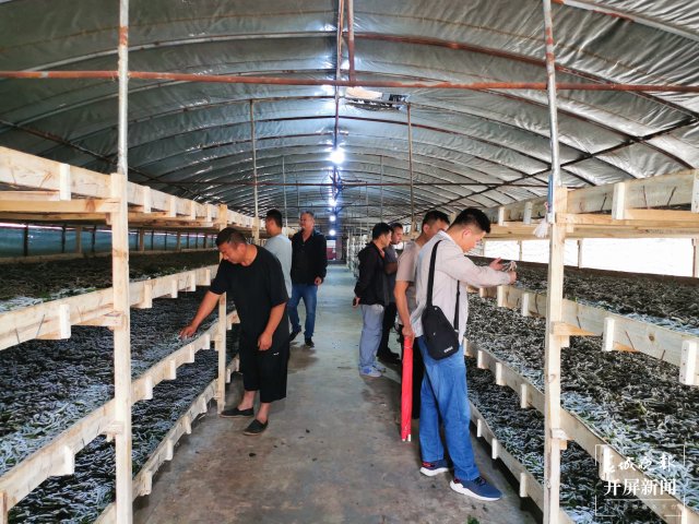 （昆滇传内容）桑园病虫害让人揪心！这个全国“一村一品”示范村这样“救桑”→ (2).jpg