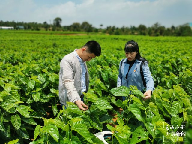 （昆滇传内容）桑园病虫害让人揪心！这个全国“一村一品”示范村这样“救桑”→ (3).jpg