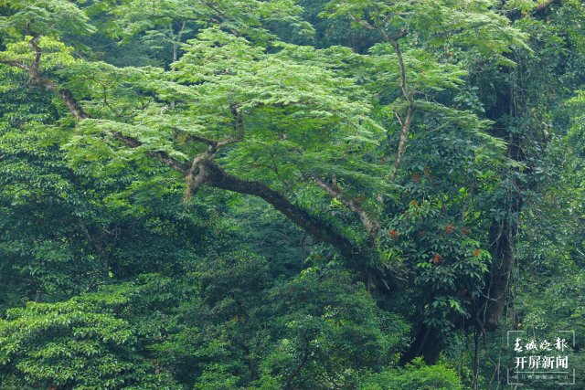 穿越雨林4小时 沉浸式感受生物多样性4.jpg