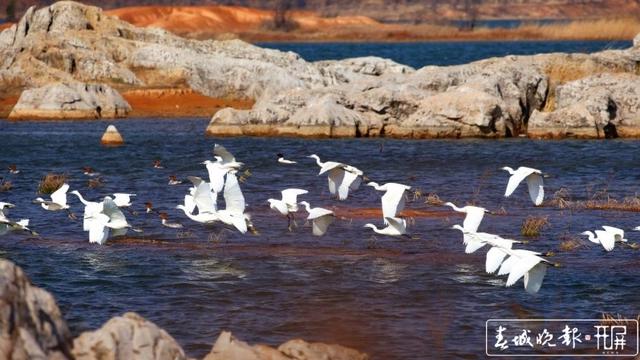 云南沾益海峰湿地万余只候鸟来栖~ 蒋琼波 摄
