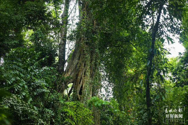 穿越雨林4小时 沉浸式感受生物多样性5.jpg