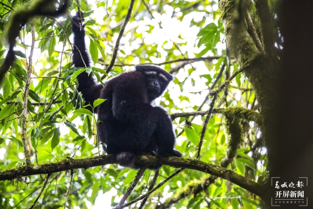 高黎贡白眉长臂猿(高黎贡山国家级自然保护(11650999)-20211004205935.jpg