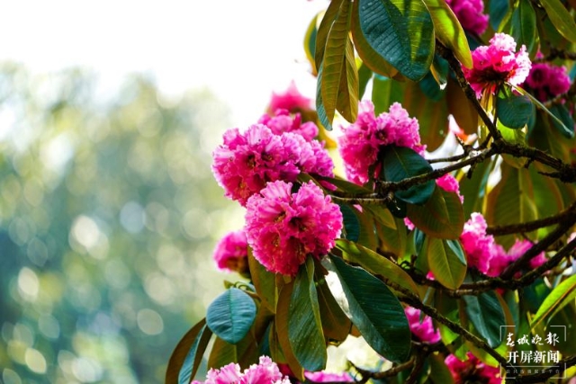 高黎贡山大树杜鹃(春城晚报-开屏新闻特约记者 刘正凡 龚祖金 毕争 黄湘源 陈映照 摄)