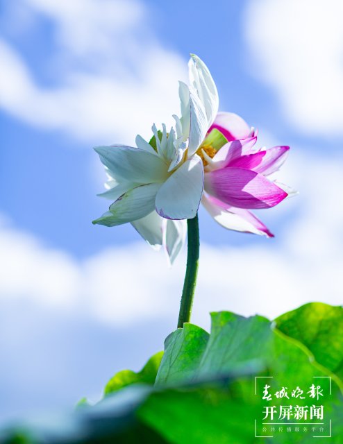 普者黑湿地(开屏新闻记者 罗宗伟 摄)