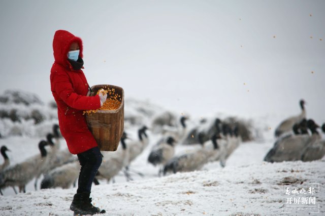 大山包黑颈鹤(开屏新闻资料图)