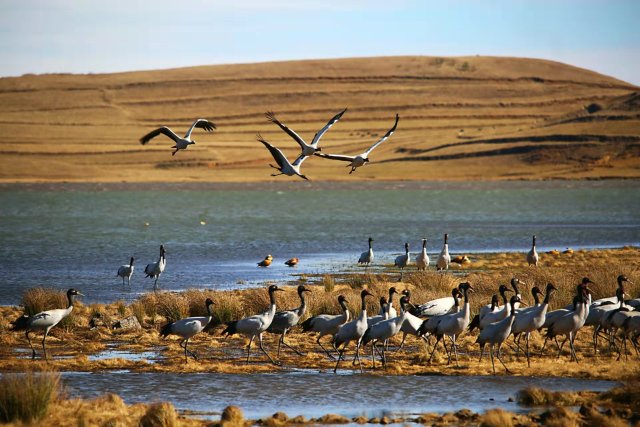 大山包黑颈鹤(开屏新闻资料图)