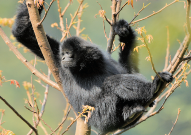 云南省玉溪市新平县境内哀牢山上拍摄到的西黑冠长臂猿 图源:新华每日电讯