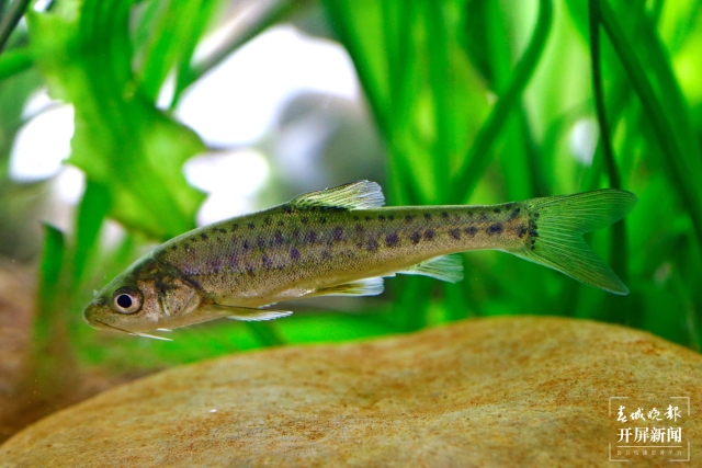 滇池金线鲃已形成稳定种群!滇池流域首次生物多样性调查成果发布(春城晚报-开屏新闻记者 杨质高 实习生 毛丽丹通讯员 张卓亚 杜凡 韩奔 摄影)