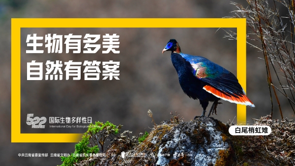 画板 1 副本 6-100