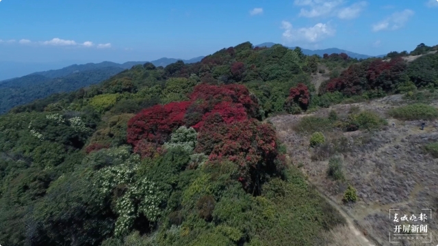 高黎贡山保山隆阳段首次清晰记录到贡山羚牛活动影像（春城晚报-开屏新闻记者 崔敏 通讯员 莽红升 金润 李家华 段赛勇 摄）