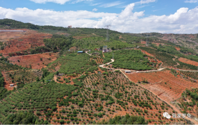 乐享"梅"好 富民县罗免镇杨梅产业实现青山变金山_昆明信息港