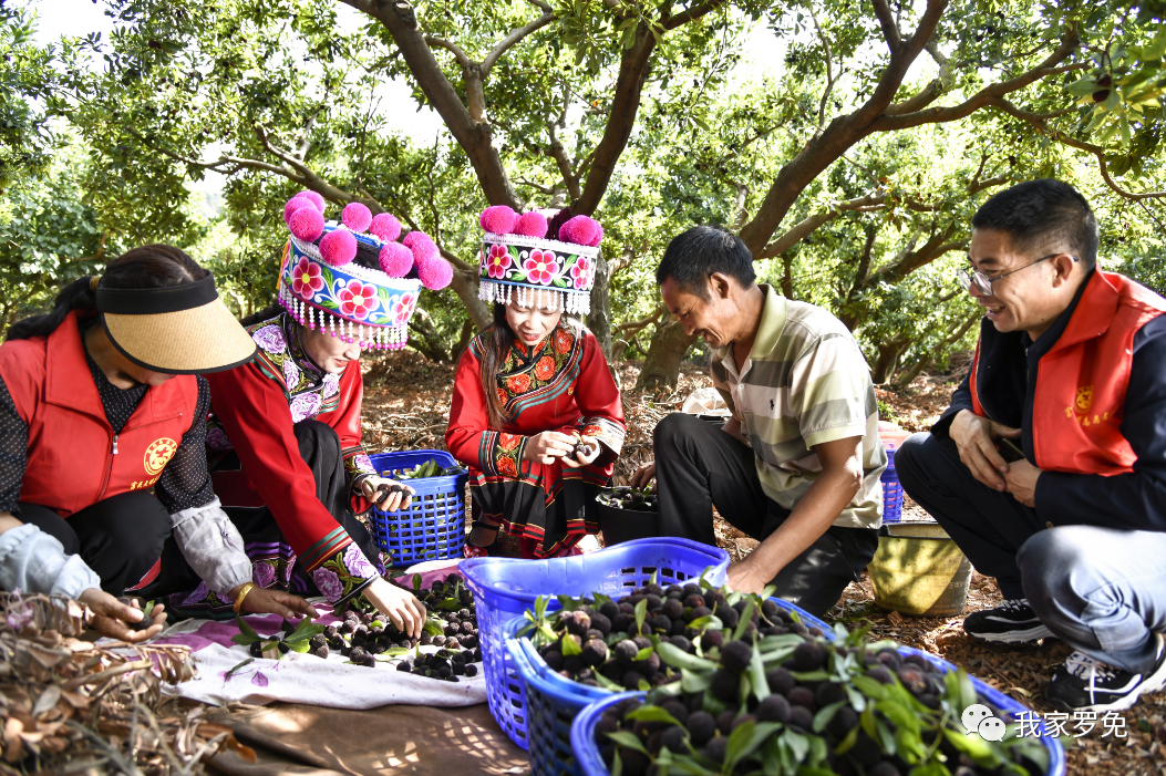 乐享"梅"好 富民县罗免镇杨梅产业实现青山变金山_昆明信息港