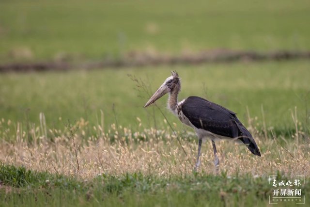 有一种叫云南的生活 曾 “消失”69年！这种珍稀“国保”现身大理洱源水田 (8).jpg