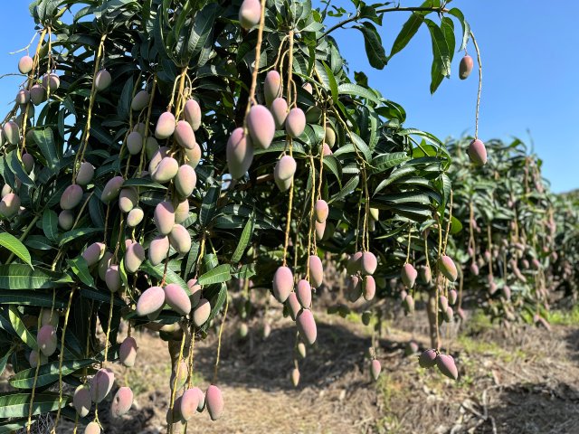 澧江街道老虎箐芒果种植基地硕果挂满枝头.jpg