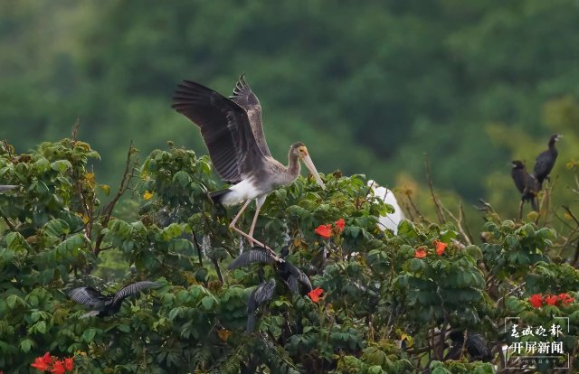 罕见！珍稀鸟类彩鹳现身云南瑞丽 春城晚报-开屏新闻记者 马楠 通讯员 朱边勇 徐向东 摄影报道