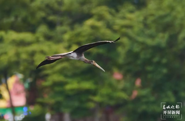 罕见！珍稀鸟类彩鹳现身云南瑞丽 春城晚报-开屏新闻记者 马楠 通讯员 朱边勇 徐向东 摄影报道