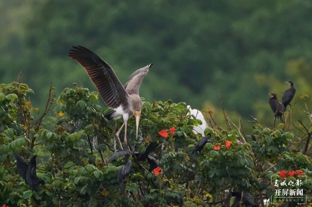 罕见！珍稀鸟类彩鹳现身云南瑞丽 春城晚报-开屏新闻记者 马楠 通讯员 朱边勇 徐向东 摄影报道